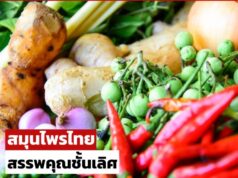 พารู้จัก สมุนไพรไทย ของดีใกล้ตัว สรรพคุณชั้นเลิศ