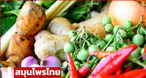 พารู้จัก สมุนไพรไทย ของดีใกล้ตัว สรรพคุณชั้นเลิศ