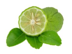 6 สมุนไพรไทย “ไล่ยุง”