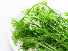 ประโยชน์ของผักกูด ไอเดียการกินการใช้ผักกูดเพื่อสุขภาพ และข้อควรระวัง