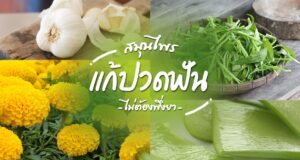 9 สมุนไพรแก้ปวดฟัน พิชิตอาการให้บรรเทาแบบไม่ต้องพึ่งยา !