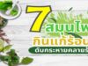 7 สมุนไพรกินแก้ร้อนใน ดับกระหายคลายร้อน