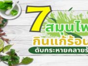 7 สมุนไพรกินแก้ร้อนใน ดับกระหายคลายร้อน