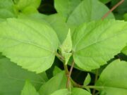 สาบเสือ วัชพืชประโยชน์เกินคาด