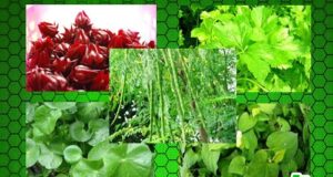 5 สมุนไพรไทย…พิชิตความดันโลหิตสูง