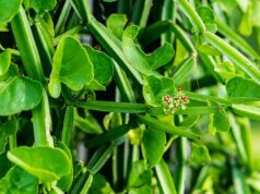 6 สมุนไพรแก้ปวดข้อ ปวดกระดูก ช่วยบรรเทาโรคข้ออักเสบรูมาตอยด์ได้!!