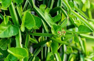 6 สมุนไพรแก้ปวดข้อ ปวดกระดูก ช่วยบรรเทาโรคข้ออักเสบรูมาตอยด์ได้!!