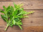 รู้จักกับ “กะเพรา” สมุนไพรไทย ประโยชน์ดี ๆ ที่ไม่ควรมองข้าม!