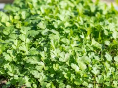 ผักชี: สมุนไพรไทยคู่ครัวและคุณประโยชน์หลากหลาย