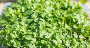 ผักชี: สมุนไพรไทยคู่ครัวและคุณประโยชน์หลากหลาย