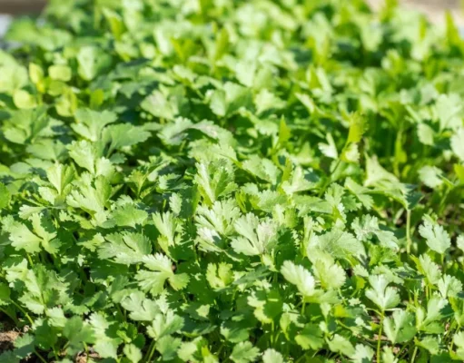 ผักชี: สมุนไพรไทยคู่ครัวและคุณประโยชน์หลากหลาย