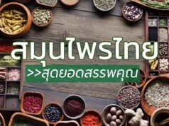 12 สมุนไพรไทยยอดนิยม สุดยอดของสรรพคุณ