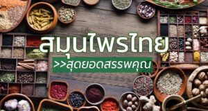 12 สมุนไพรไทยยอดนิยม สุดยอดของสรรพคุณ