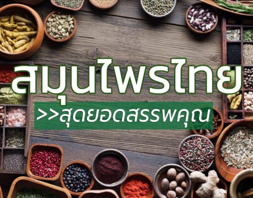 12 สมุนไพรไทยยอดนิยม สุดยอดของสรรพคุณ