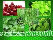5 สมุนไพรไทย…พิชิตความดันโลหิตสูง