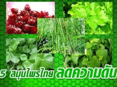 5 สมุนไพรไทย…พิชิตความดันโลหิตสูง