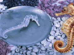 “ม้าน้ำตากแห้ง” สรรพคุณยาจีน ปลุกสมรรถภาพ – บำรุงไต โอกาสตลาดใหม่