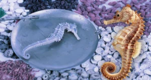 “ม้าน้ำตากแห้ง” สรรพคุณยาจีน ปลุกสมรรถภาพ – บำรุงไต โอกาสตลาดใหม่