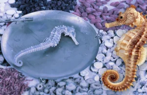 “ม้าน้ำตากแห้ง” สรรพคุณยาจีน ปลุกสมรรถภาพ – บำรุงไต โอกาสตลาดใหม่