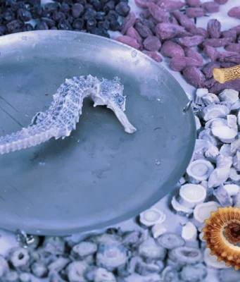 “ม้าน้ำตากแห้ง” สรรพคุณยาจีน ปลุกสมรรถภาพ – บำรุงไต โอกาสตลาดใหม่