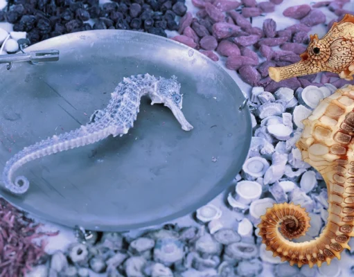 “ม้าน้ำตากแห้ง” สรรพคุณยาจีน ปลุกสมรรถภาพ – บำรุงไต โอกาสตลาดใหม่