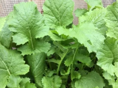 รู้จัก “ผักกาดขิ่ว” ผักที่ซ่อนคุณค่าทางอาหาร ที่หามากินได้ไม่ง่ายนัก