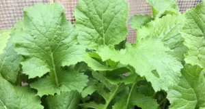 รู้จัก “ผักกาดขิ่ว” ผักที่ซ่อนคุณค่าทางอาหาร ที่หามากินได้ไม่ง่ายนัก