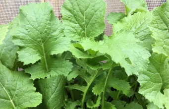 รู้จัก “ผักกาดขิ่ว” ผักที่ซ่อนคุณค่าทางอาหาร ที่หามากินได้ไม่ง่ายนัก