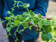 ผักปลัง