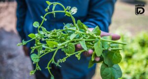 ผักปลัง