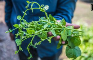 ผักปลัง