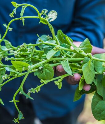 ผักปลัง