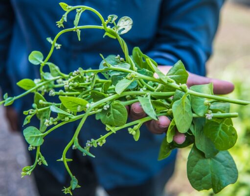 ผักปลัง