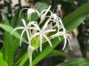 พลับพลึง สรรพคุณและประโยชน์ของพลับพลึงดอกขาว 26 ข้อ !