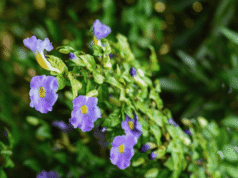 ขมิ้นชัน – รางจืด คู่หูสมุนไพร แก้เมาเหล้า