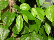 “สะค้าน” ประโยชน์ดีๆ สรรพคุณเด่นๆ และข้อมูลงานวิจัย