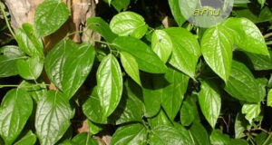 “สะค้าน” ประโยชน์ดีๆ สรรพคุณเด่นๆ และข้อมูลงานวิจัย