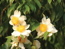 10 พืชทำยา มหกรรมสมุนไพรแห่งชาติ ครั้งที่ 12