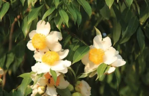 10 พืชทำยา มหกรรมสมุนไพรแห่งชาติ ครั้งที่ 12