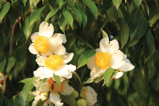 4DQpjUtzLUwmJZZGTffCWU13vlrptAhLch3SMC3aLetX