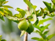 ใบฝรั่งรักษาผมร่วง ให้ขึ้นใหม่โดยไม่ต้องพึ่งสารเคมี