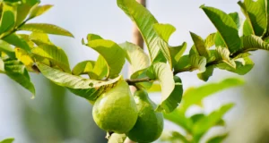 ใบฝรั่งรักษาผมร่วง ให้ขึ้นใหม่โดยไม่ต้องพึ่งสารเคมี