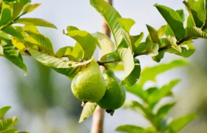 ใบฝรั่งรักษาผมร่วง ให้ขึ้นใหม่โดยไม่ต้องพึ่งสารเคมี