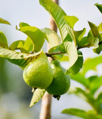 ใบฝรั่งรักษาผมร่วง ให้ขึ้นใหม่โดยไม่ต้องพึ่งสารเคมี