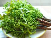 “สะเดา” สรรพคุณดั่งตู้ยา ต้านเบาหวาน บำรุงเลือด คุมกำเนิดแบบธรรมชาติ