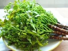 “สะเดา” สรรพคุณดั่งตู้ยา ต้านเบาหวาน บำรุงเลือด คุมกำเนิดแบบธรรมชาติ