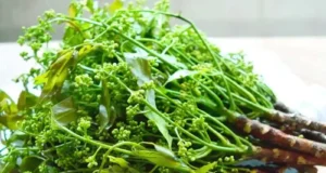 “สะเดา” สรรพคุณดั่งตู้ยา ต้านเบาหวาน บำรุงเลือด คุมกำเนิดแบบธรรมชาติ