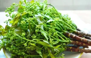 “สะเดา” สรรพคุณดั่งตู้ยา ต้านเบาหวาน บำรุงเลือด คุมกำเนิดแบบธรรมชาติ