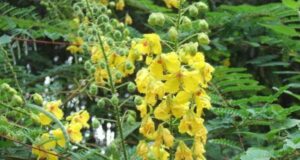 ผักปู่ย่า นางพญาผักป่า คุณค่าเป็นผักเป็นยามาแต่บรรพชน