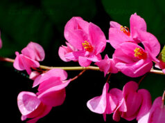 “พวงชมพู” สรรพคุณและประโยชน์ของต้นพวงชมพู 3 ข้อ !